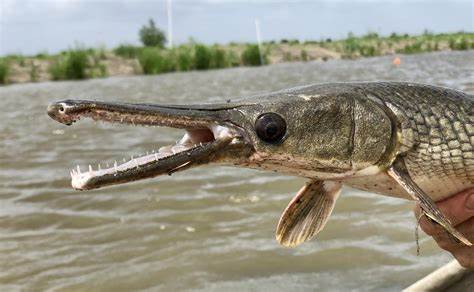 What’s an alligator gar doing in the Neosho River