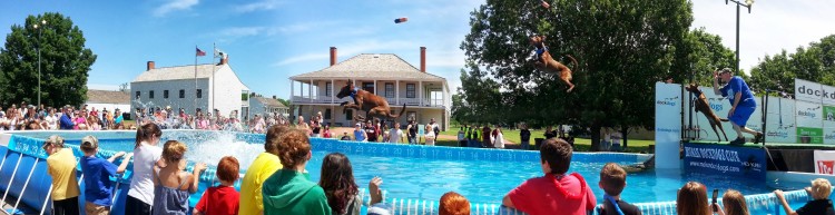 This composite photo shows one of the dogs jumping into the pool.