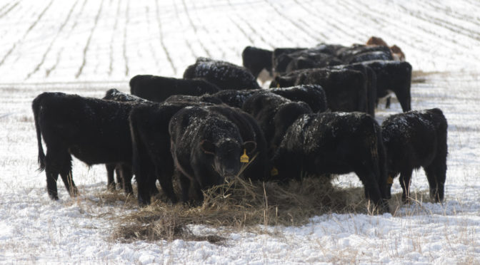 K-State Specialists share tips for managing livestock in winter