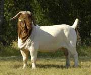 Boer Goats: Good For 4-H and FFA Kids