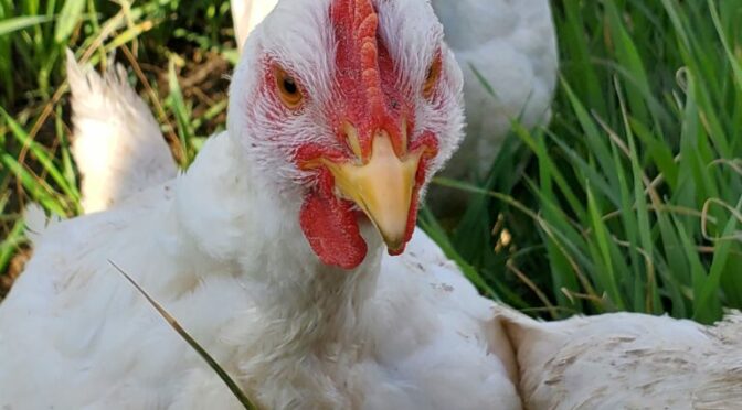 Highly Pathogenic Bird Flu: Check Your Flocks