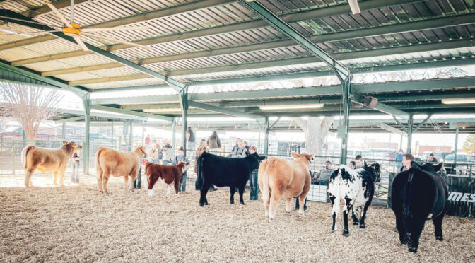 Second Annual Cattle Show At Bourbon County Fairgrounds March 19 Results