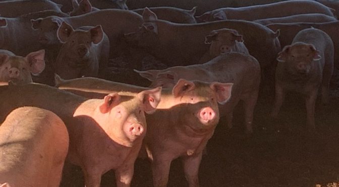 New Pig Farm Being Located Near Bourbon County Line: Help Needed
