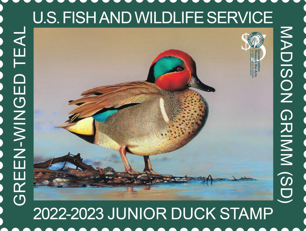 Junior Duck Stamp Art Contest Offered By The Fort Fort Scott Biz