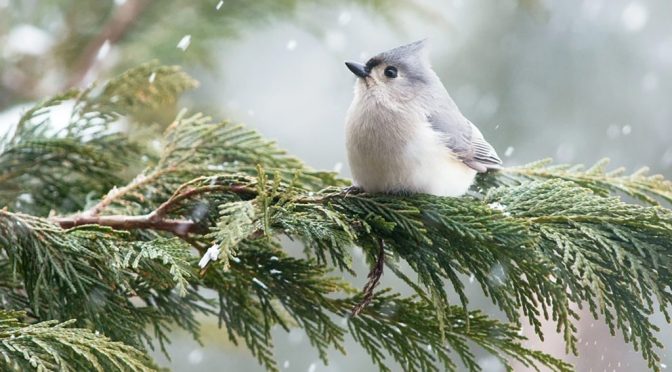 Help Count Birds for Science during the 124th Annual Christmas Bird Count