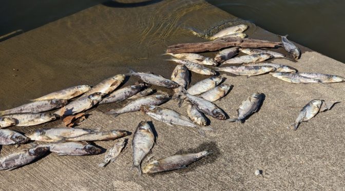 Fish Kill at FSCC Campus Lake Due to Fluctuating Weather