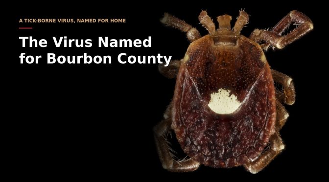 An adult female lone star tick, the species that spreads Bourbon virus.